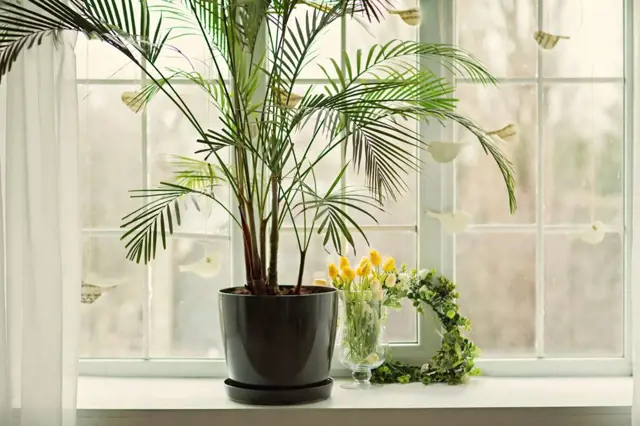 Pokojová palma v květináči na okenním parapetu vedle žlutých tulipánů.