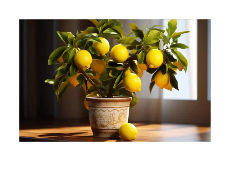 Potted lemon tree with fruit
