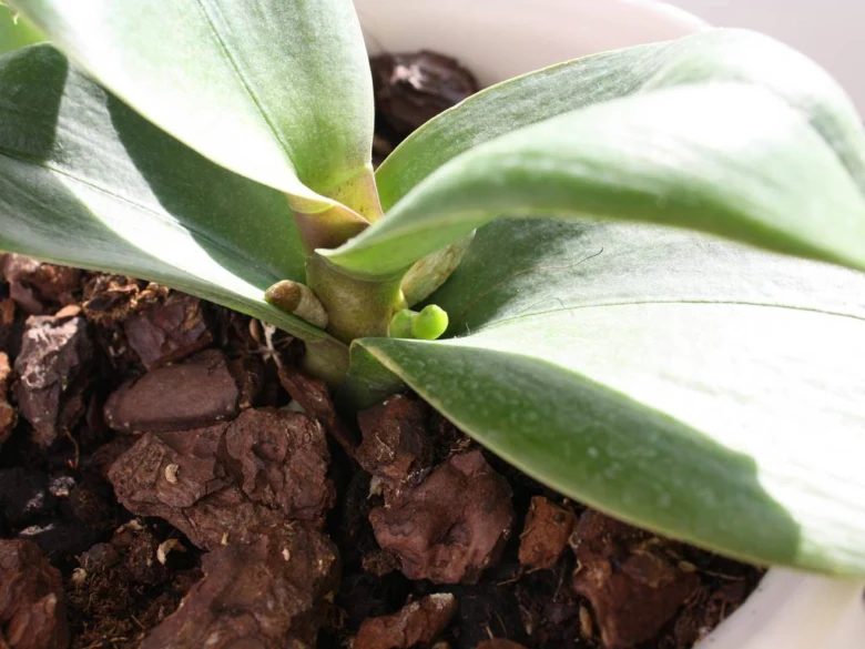 Orchide s novým pupenem rostoucím ze základny listů.