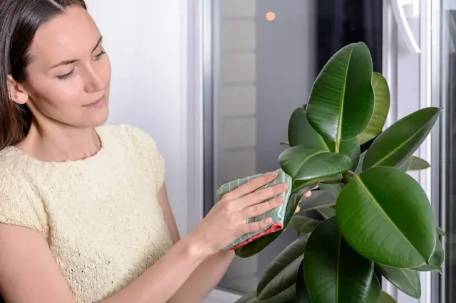 Žena čistí listy fiku, aby rostlina prosperovala.