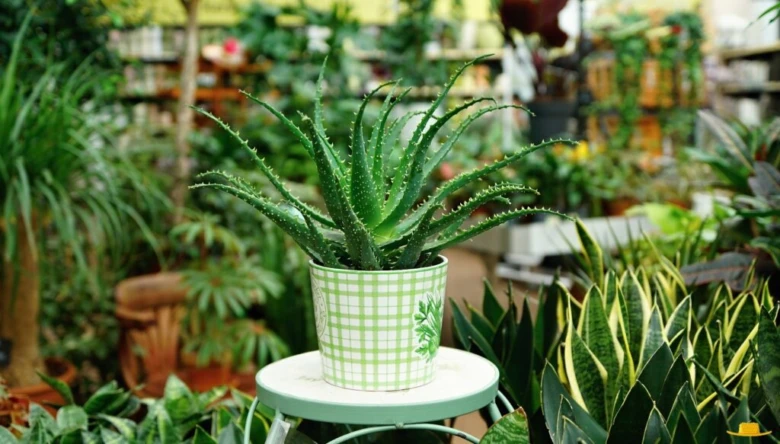 Kaktusová rostlina Aloe v hrnci na stole mezi jinými zeleninami.