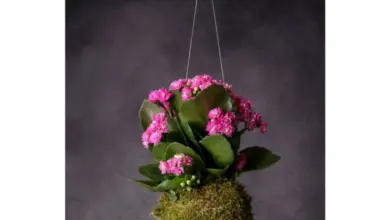 Visící kalanchoe s růžovými květy pěstovaná v mechu.