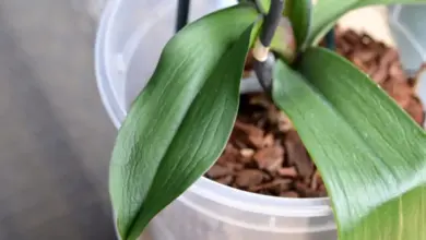 Zelená orchidej s měkkými listy v květináčové směsi.