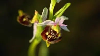 Bližší záběr na kvetoucí hmyzích orchidej v přírodě.