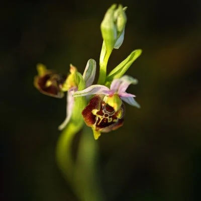 Bližší záběr na kvetoucí hmyzích orchidej v přírodě.