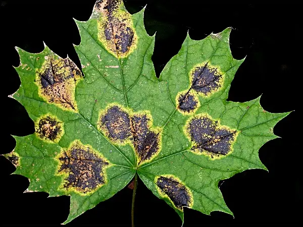 Javorový list s černými skvrnami a žlutým okrajem