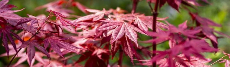 Rozkvetlé červené listy japonského javoru na pozadí zelených stromů.