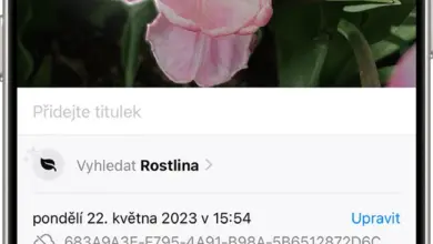Růžová třeň v plném květu na pozadí zelených listů.