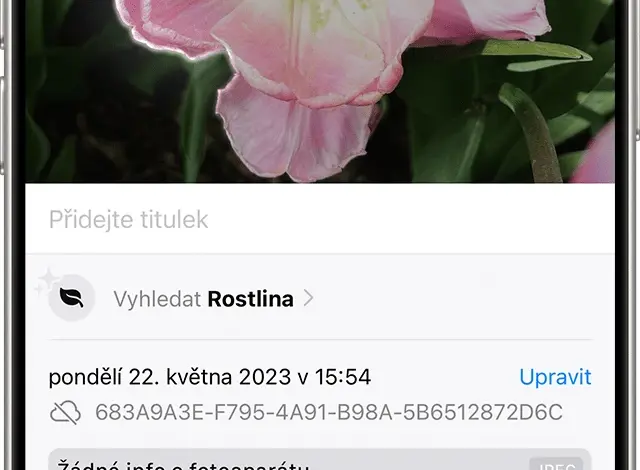 Růžová třeň v plném květu na pozadí zelených listů.