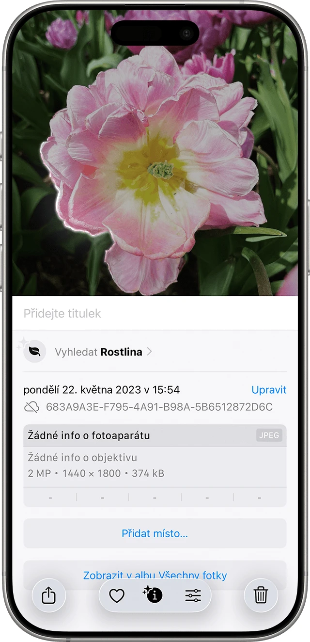 Růžová třeň v plném květu na pozadí zelených listů.