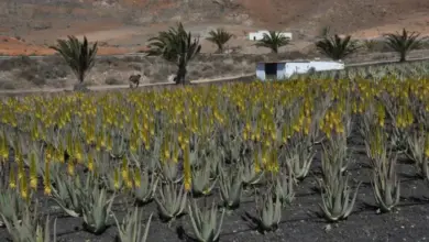 Řady kvetoucího Aloe vera v tmavé půdě na slunci.