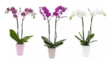 Tři kvetoucí orchideje v hrncích na bílém pozadí.
