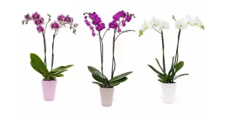 Tři kvetoucí orchideje v hrncích na bílém pozadí.