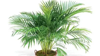 Areca palm plant