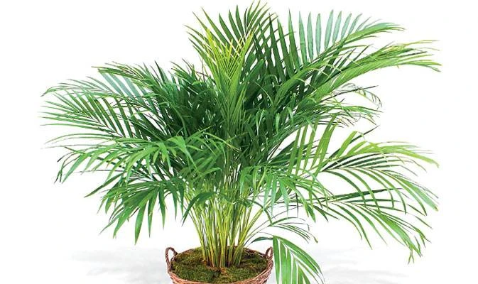 Areca palm plant