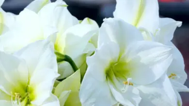Bílé květy amaryllisu s žlutým středem v detailním záběru.