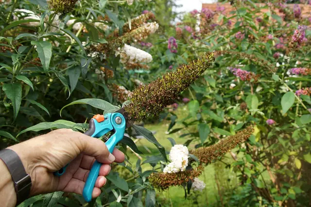 Ruka řezá uschlý květ buddlejovky zahradními nůžkami.