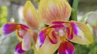 Žlutá fialová orchidej s proměněnými okvětními lístky.