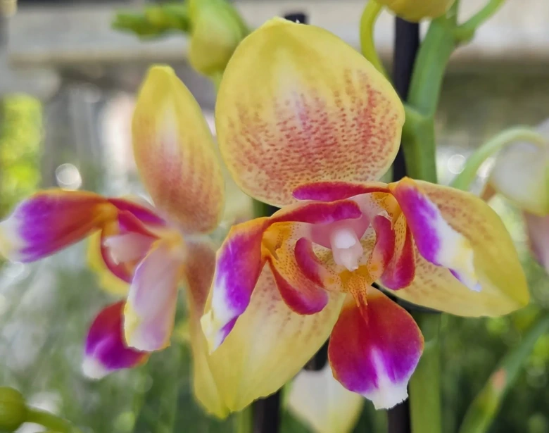 Žlutá fialová orchidej s proměněnými okvětními lístky.