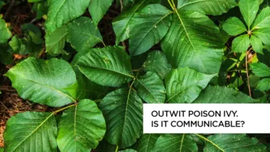 Zelené listy jedovatého břečťanu rostoucí na zemi v lese.