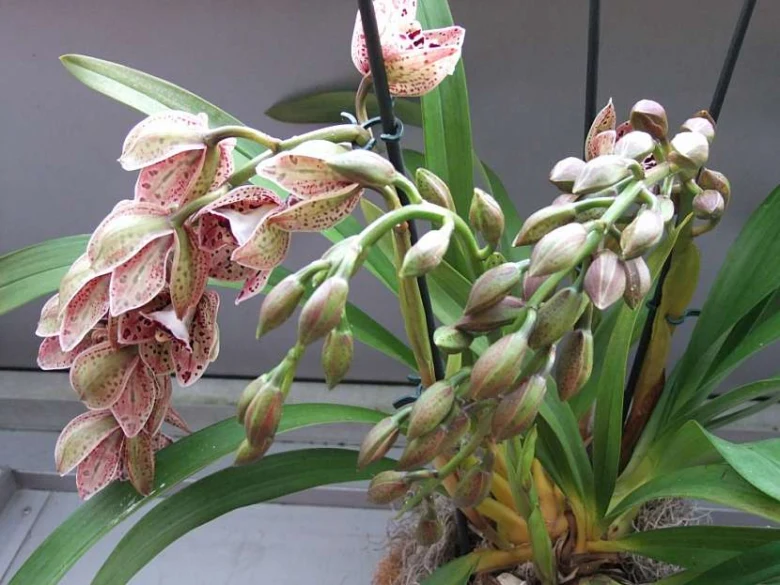 Foto květů a pupenů orchideje Miltonia s skvrnitými listy.