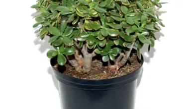 Zdravá rostlina Crassula ovata v černém květináči na bílém pozadí.