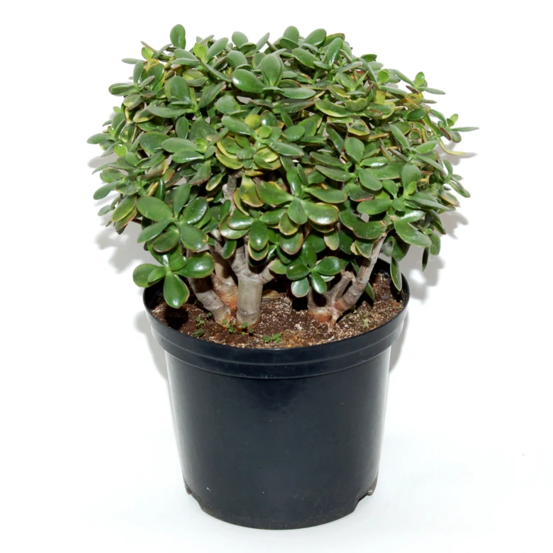Zdravá rostlina Crassula ovata v černém květináči na bílém pozadí.