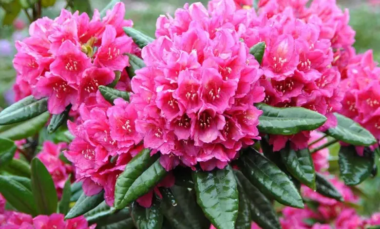 Rozkvetlý rododendron s růžovými květy na zelených listech.