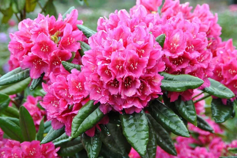 Rozkvetlý rododendron s růžovými květy na zelených listech.