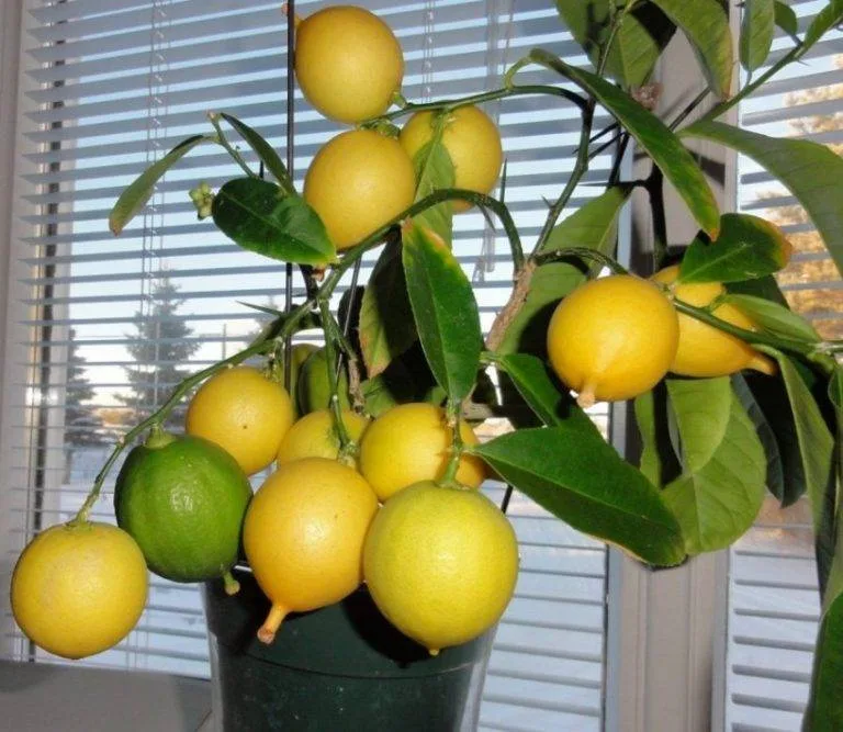 Citronová rostlina s plody i listy v květináči u okna.