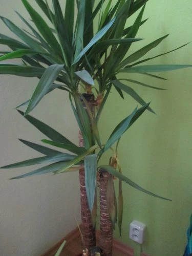 Yucca rostlina s žloutnoucími listy v květináči.