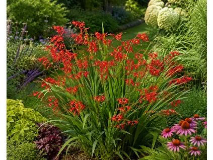 Červené květy trvalky Crocosmia rostoucí v zahradním prostředí.