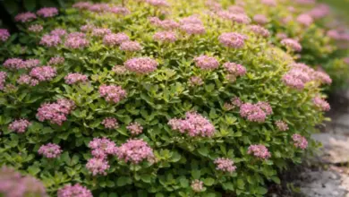 Růžová spiraea v zahradním záhonu s kamenným okrajem.