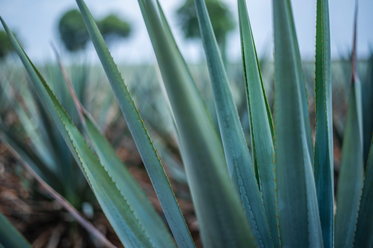 Agave plant close-up