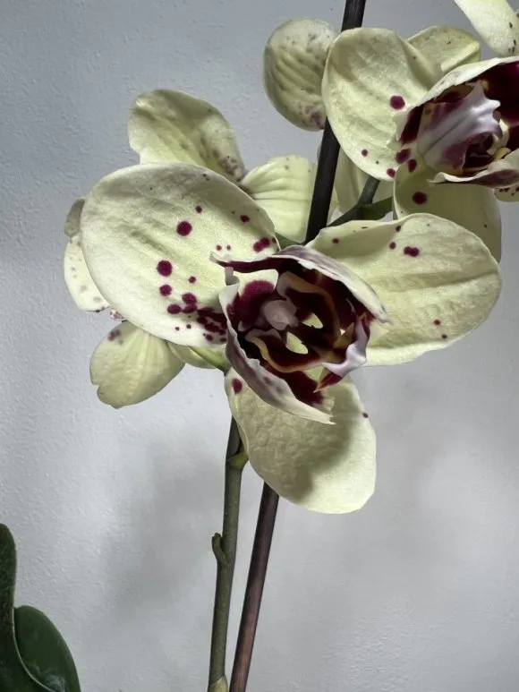 Bílá orchidej s tmavými skvrnami ukazující mutaci peloriku.