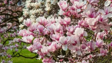 Růžové květy magnolie v plném rozkvětu na větvích stromu.