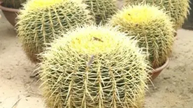Skupina kaktů Echinocactus grusonii v hrncích na zemi.