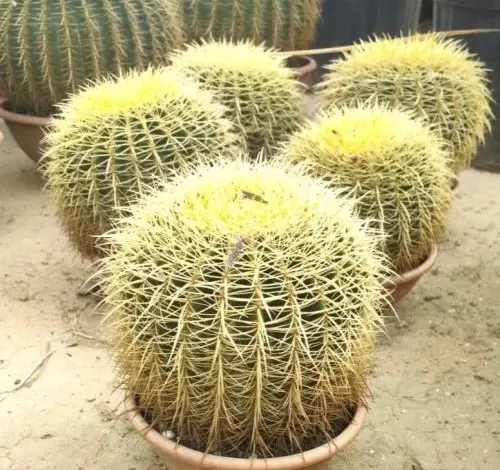 Skupina kaktů Echinocactus grusonii v hrncích na zemi.
