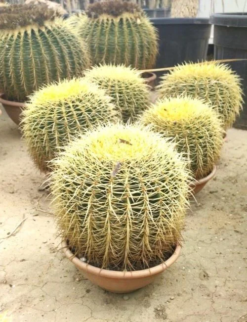 Skupina kaktů Echinocactus grusonii v hrncích na zemi.