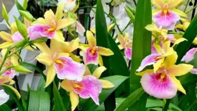 Žluté a růžové květy orchideje miltonie v plném rozkvětu.