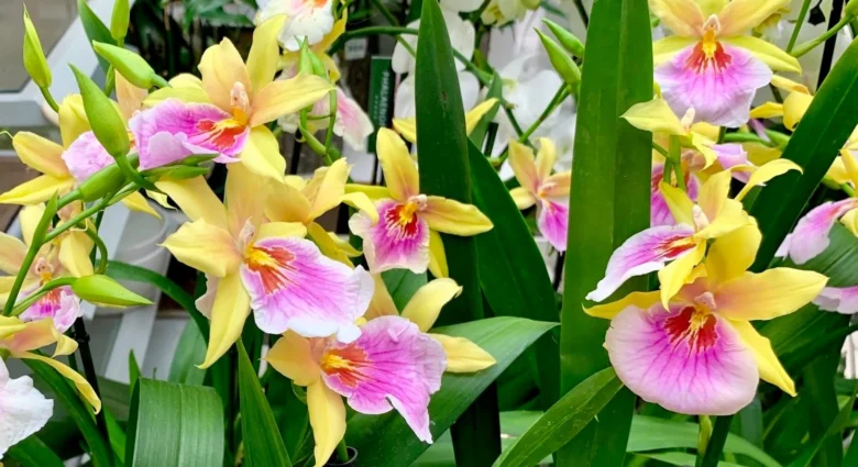 Žluté a růžové květy orchideje miltonie v plném rozkvětu.