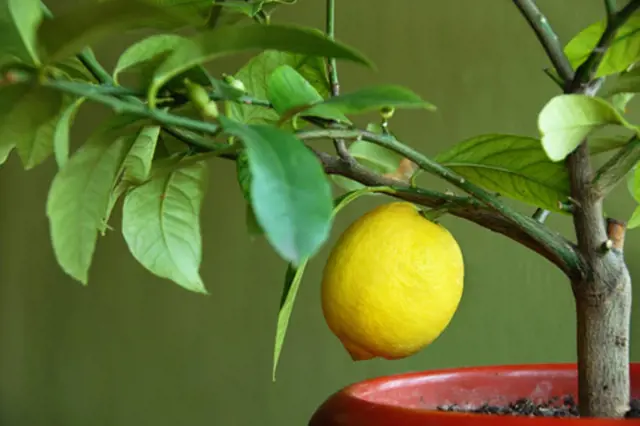 Žlutá citronová plodina visí na větvi s listím v hrnci.