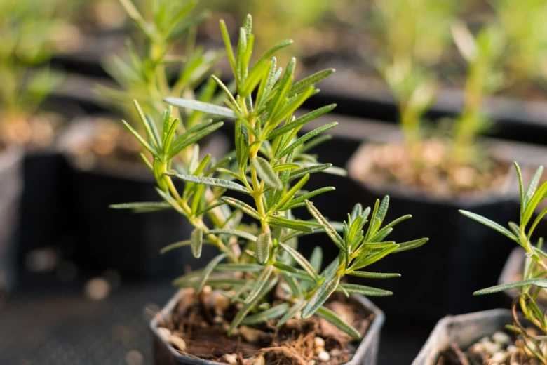 Rosemary plant in pot