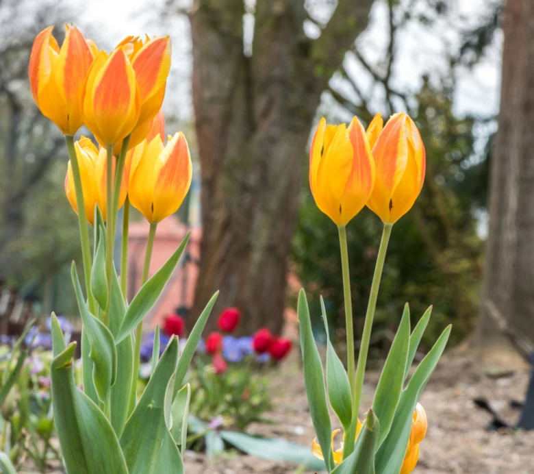 Žluté a oranžové okvětní lístky kvetoucího tulipánu.