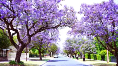 Ulice s kvetoucími fialovými stromy jacarandy.