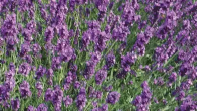 Fotografie kvetoucí levandule Levandula angustifolia na bílém zdi.