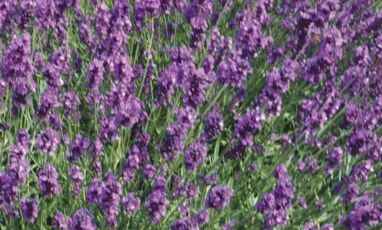 Fotografie kvetoucí levandule Levandula angustifolia na bílém zdi.