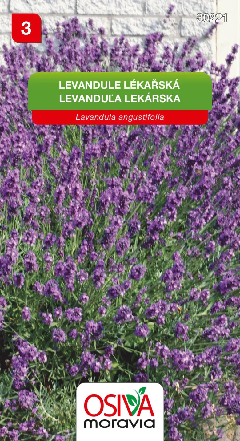 Fotografie kvetoucí levandule Levandula angustifolia na bílém zdi.