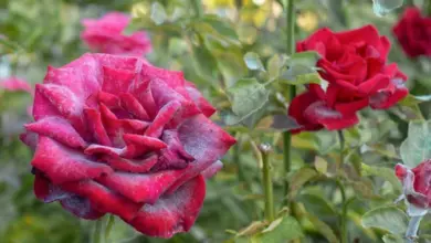 Rose with gray mold