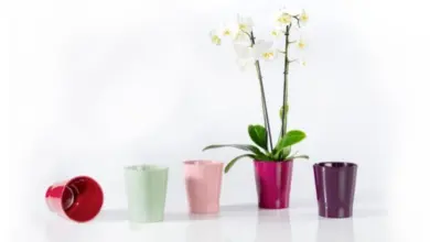 Orchidej v květináči vedle barevných plastových šálků na bílém pozadí.